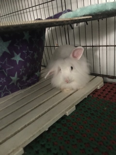 Fluffy - Lionhead Rabbit