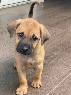 The Chocolate Puppies - Mixed Breed Dog