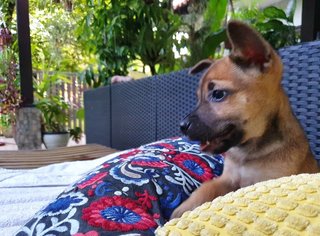 The Chocolate Puppies - Mixed Breed Dog