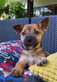 The Chocolate Puppies - Mixed Breed Dog