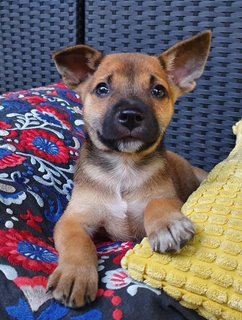 The Chocolate Puppies - Mixed Breed Dog