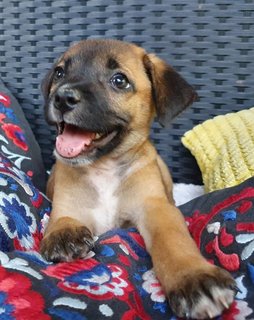 The Chocolate Puppies - Mixed Breed Dog