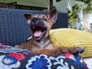 The Chocolate Puppies - Mixed Breed Dog