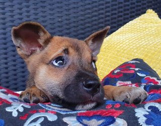 The Chocolate Puppies - Mixed Breed Dog