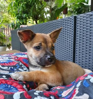 The Chocolate Puppies - Mixed Breed Dog