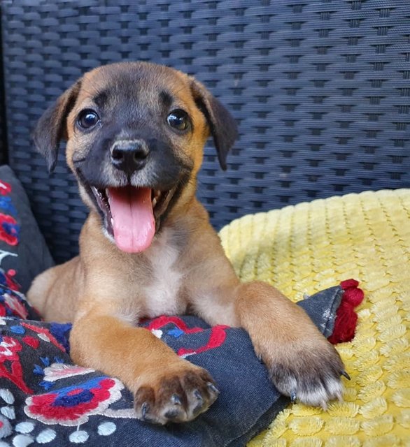 The Chocolate Puppies - Mixed Breed Dog