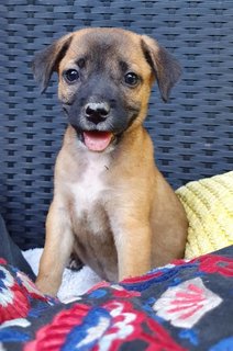 The Chocolate Puppies - Mixed Breed Dog