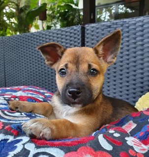 The Chocolate Puppies - Mixed Breed Dog