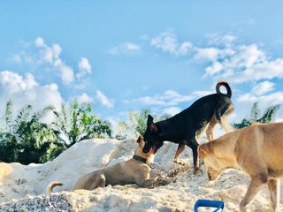 Little Lucky 小幸运  - Mixed Breed Dog