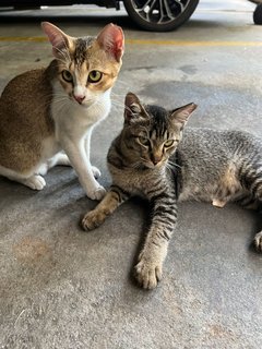 Jack &amp; Pepper  - Domestic Short Hair Cat