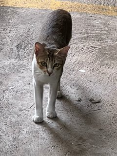 Jack &amp; Pepper  - Domestic Short Hair Cat