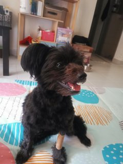 Bossie - Schnauzer + Poodle Dog