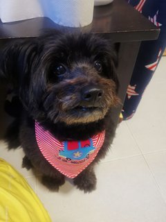 Bossie - Schnauzer + Poodle Dog