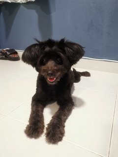 Bossie - Schnauzer + Poodle Dog