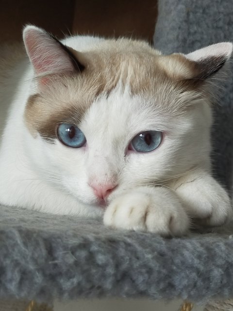 Lala - Siamese Cat