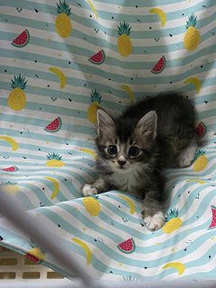 Duchess - Domestic Long Hair + Tabby Cat