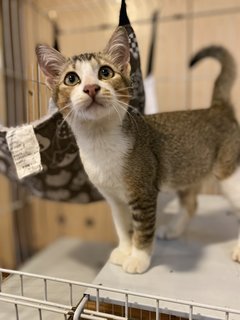 Acar - Domestic Medium Hair Cat