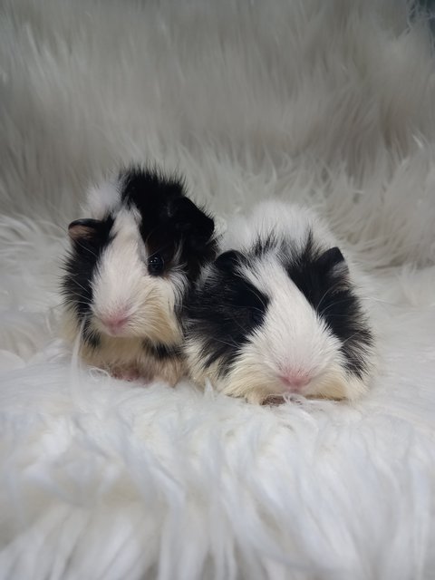 Panda - Guinea Pig Small & Furry