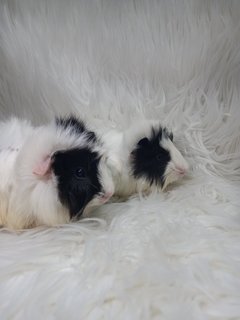 Panda - Guinea Pig Small & Furry