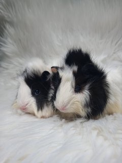 Panda - Guinea Pig Small & Furry