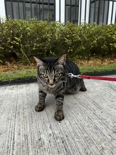 Mei Mei - Domestic Short Hair Cat