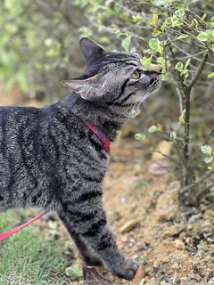 Mei Mei - Domestic Short Hair Cat