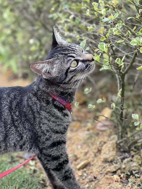 Mei Mei - Domestic Short Hair Cat