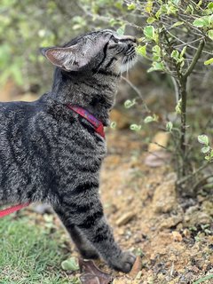 Mei Mei - Domestic Short Hair Cat