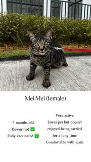 Mei Mei - Domestic Short Hair Cat