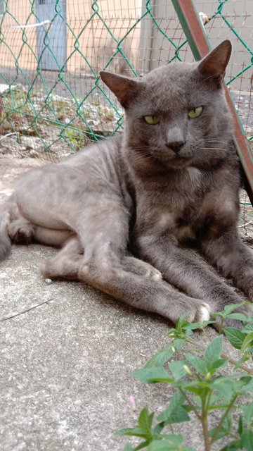 Jack Sparrow  - Korat + British Shorthair Cat