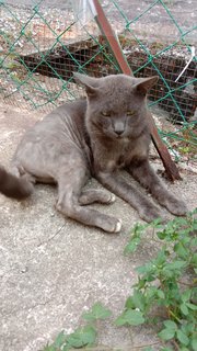 Jack Sparrow  - Korat + British Shorthair Cat