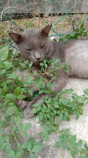 Jack Sparrow  - Korat + British Shorthair Cat