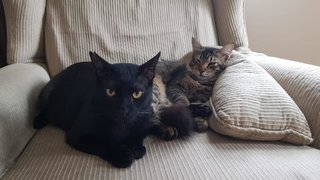 Soul Brothers Blackie And Macalister - Domestic Medium Hair Cat