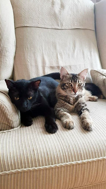 Soul Brothers Blackie And Macalister - Domestic Medium Hair Cat