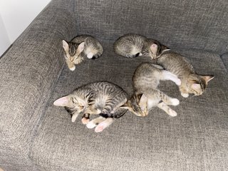 Seeking Urgent Adoption - Manx + Egyptian Mau Cat