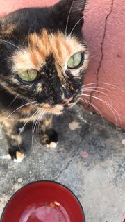 Chocolate - Calico + Tortoiseshell Cat