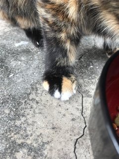 Her right paw markings