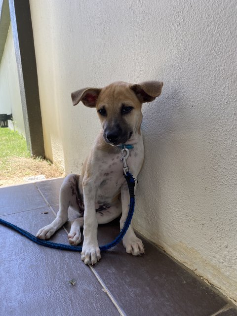 Latte - Mixed Breed Dog