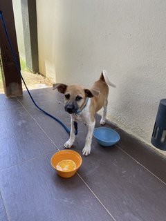 Latte - Mixed Breed Dog