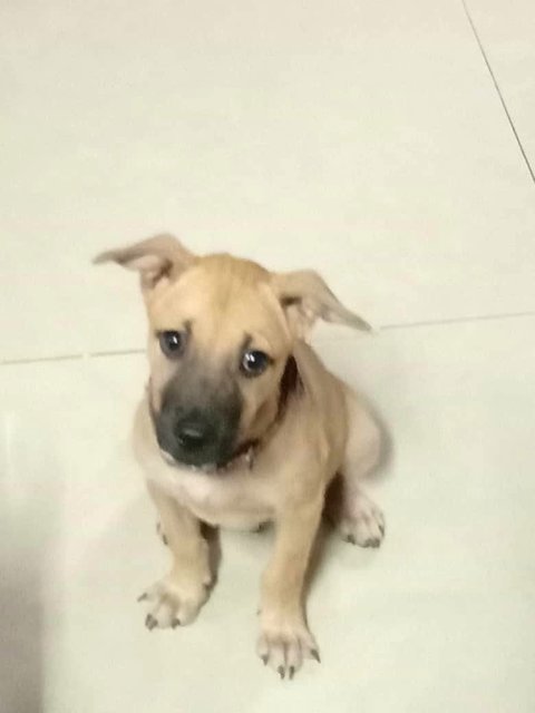 Danny - Mixed Breed Dog