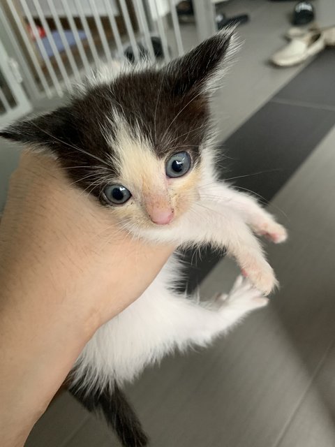 Black - Domestic Short Hair Cat