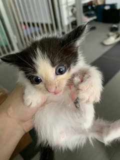 Black - Domestic Short Hair Cat