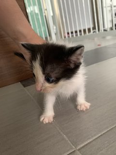 Black - Domestic Short Hair Cat