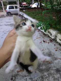 Tora,panda,ducky And A Stray Kitten - Domestic Short Hair Cat