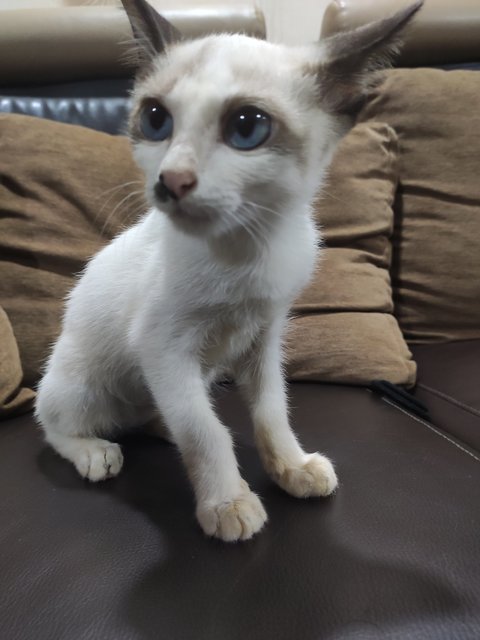 Kitten - Siamese + Domestic Short Hair Cat