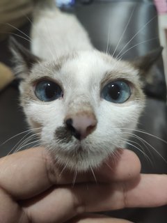 Kitten - Siamese + Domestic Short Hair Cat