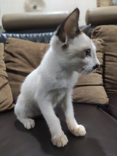 Kitten - Siamese + Domestic Short Hair Cat