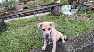 Lucky - Mixed Breed Dog