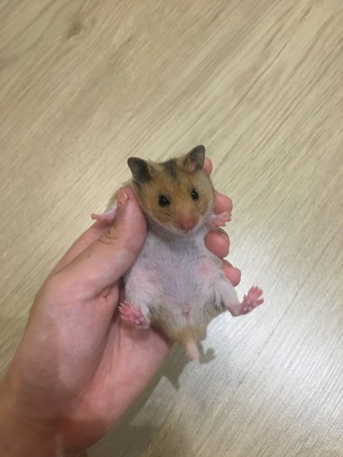 Hailey - Syrian / Golden Hamster Hamster