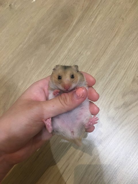 Eggy - Syrian / Golden Hamster Hamster